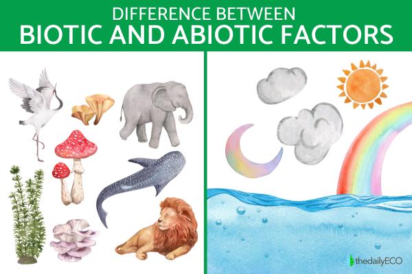 What Is the Difference Between Biotic and Abiotic Factors?