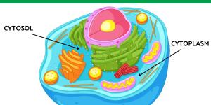 What is the Difference Between Cytosol and Cytoplasm?