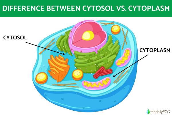 What is the Difference Between Cytosol and Cytoplasm?