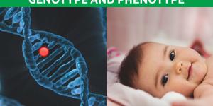 What Is the Difference Between Genotype and Phenotype?