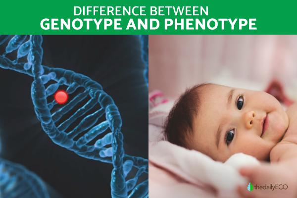 What Is the Difference Between Genotype and Phenotype?