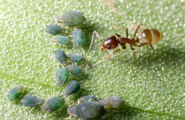 What is Mutualism? Examples and Benefits - What is the difference between mutualism and symbiosis?