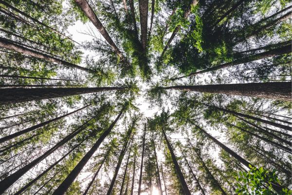 What Is the Environment and Why Is It Important? -