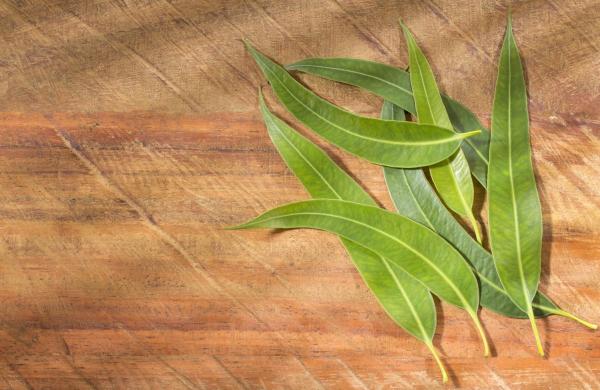 Eucalyptus - Properties, Uses and Contraindications - What is the eucalyptus good for?
