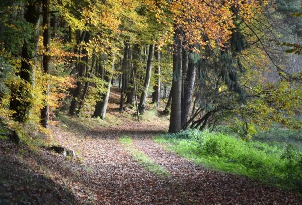 What Is a Forest Ecosystem? - What is the forest ecosystem?