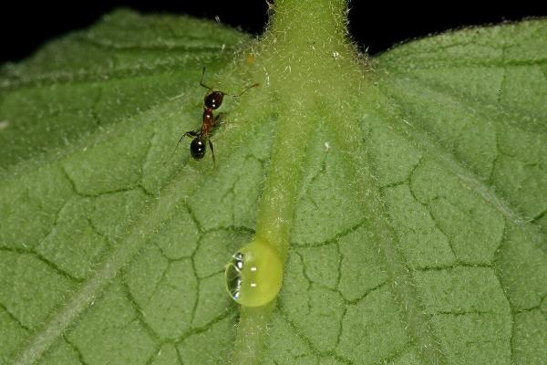 What Is Flower Nectar? - What is the function of flower nectar?