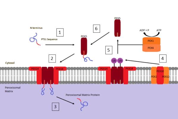 What Are Peroxisomes in Cells? - What is the function of peroxisomes?