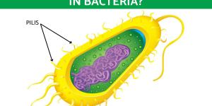 What Is the Function of Pili in Bacteria?