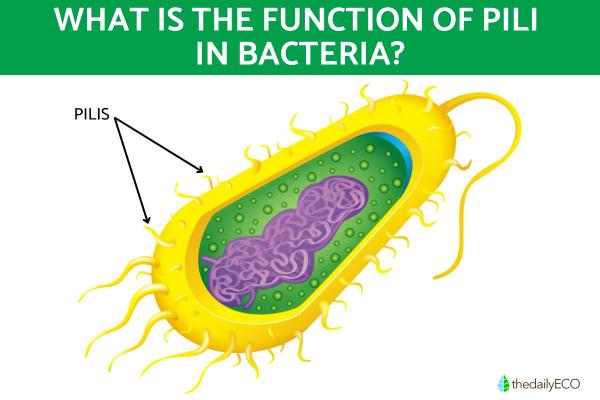 What Is the Function of Pili in Bacteria?