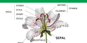 What Is the Function of Sepals in a Flower?