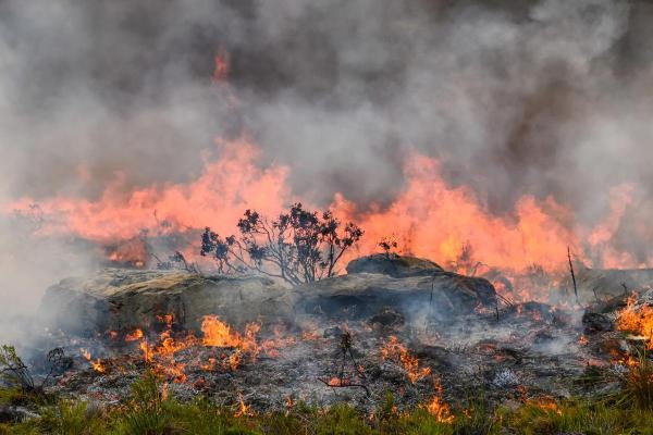 What Is the Fynbos Biome? - What is the fynbos biome?