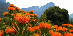 What Is the Fynbos Biome?