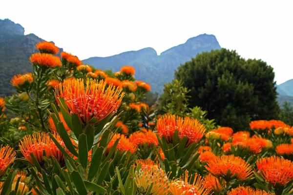 What Is the Fynbos Biome?