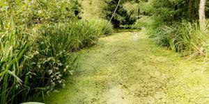 What Is the Goal of Bioremediation?