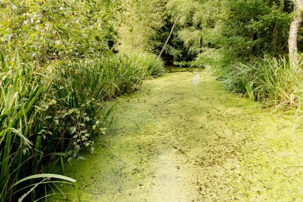 What Is the Goal of Bioremediation?