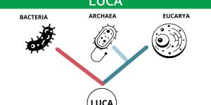 What Is the Last Known Universal Ancestor?