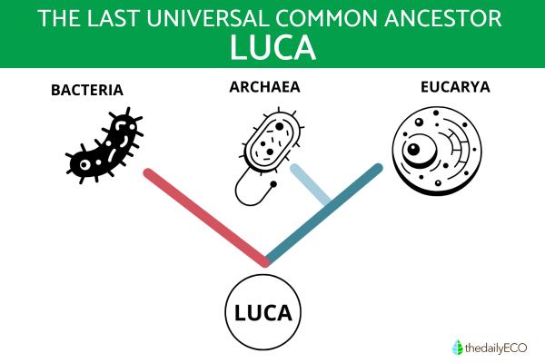 What Is the Last Known Universal Ancestor?