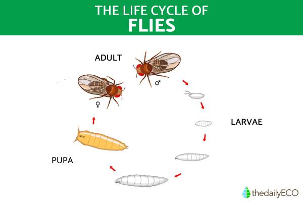 The Life Cycle of Flies - How Long Do Flies Live? - What is the life cycle of flies?