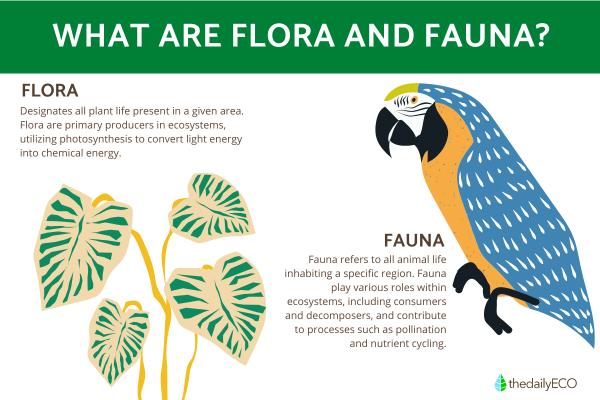 What Is the Meaning of Flora and Fauna?