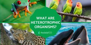 What Is the Meaning of Heterotrophic Organisms?