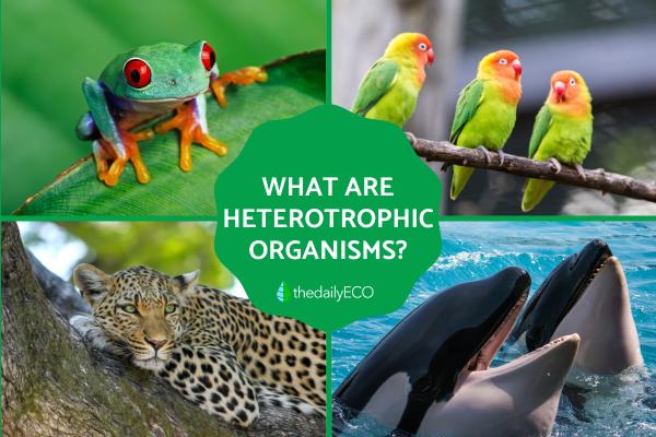 What Is the Meaning of Heterotrophic Organisms?