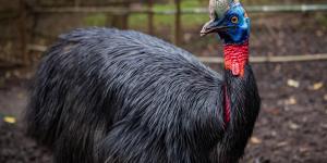 What Is the Most Dangerous Bird in the World?