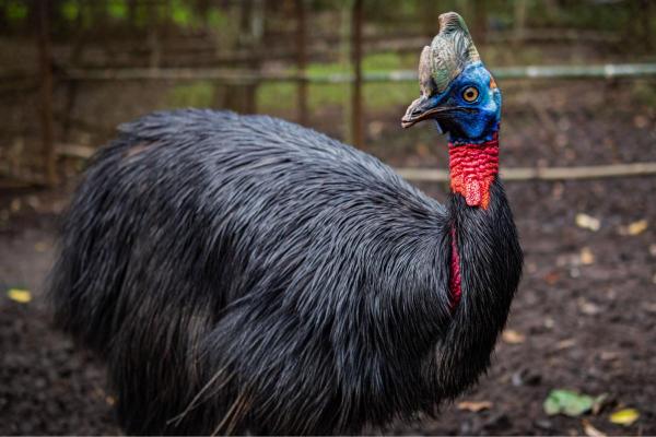 What Is the Most Dangerous Bird in the World?