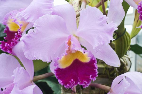 What Is the National Flower of Colombia? - What is the national flower of Colombia?