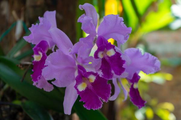What Is the National Flower of Colombia?