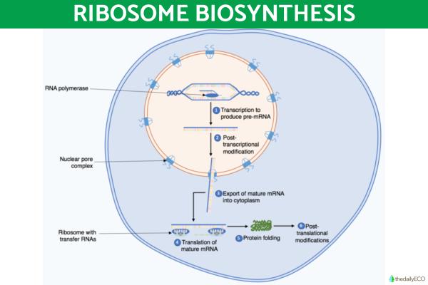 What Is the Nucleolus and Its Function? - What is the nucleolus?
