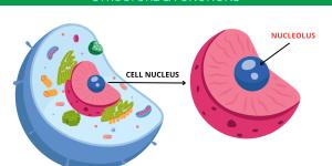 What Is the Nucleolus and Its Function?