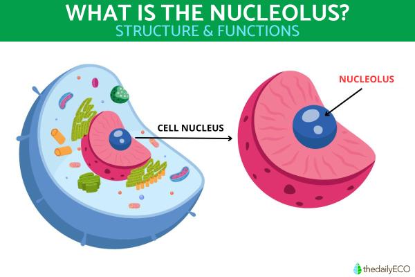 What Is the Nucleolus and Its Function?