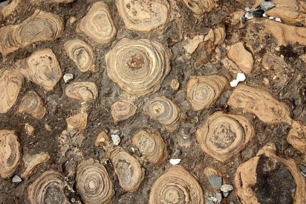 What Is the Oldest Fossil Ever Found?