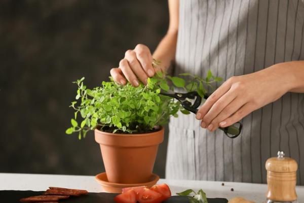 How to Grow and Use Oregano - What is the oregano plant like – characteristics