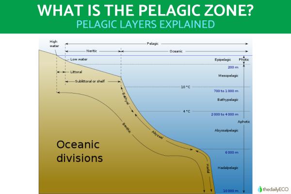What Is the Pelagic Zone in the Ocean?