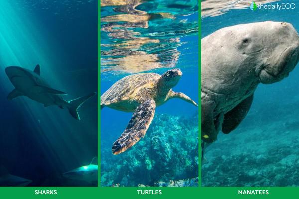 What Is the Pelagic Zone in the Ocean? -
