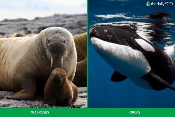 What Is the Pelagic Zone in the Ocean? -