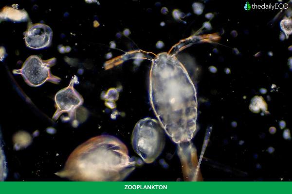 What Is the Pelagic Zone in the Ocean? -