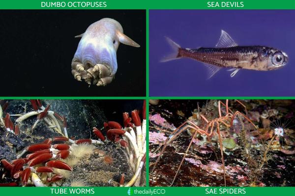 What Is the Pelagic Zone in the Ocean? -