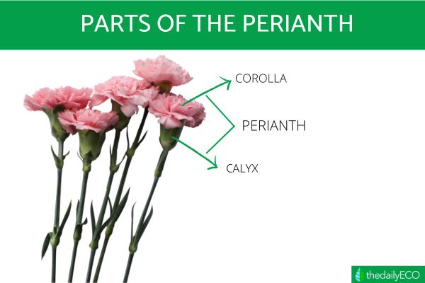 What Is the Perianth of a Flower? - What is the perianth?