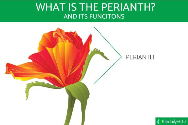 What Is the Perianth of a Flower?