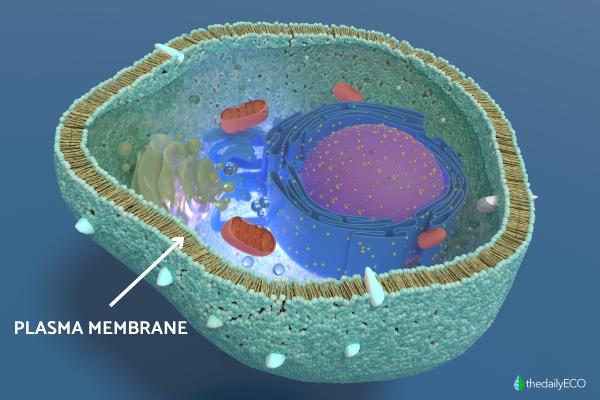 What Is the Plasma Membrane and Its Function? - What is the plasma membrane?