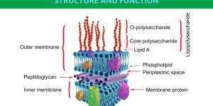What Is the Plasma Membrane and Its Function?
