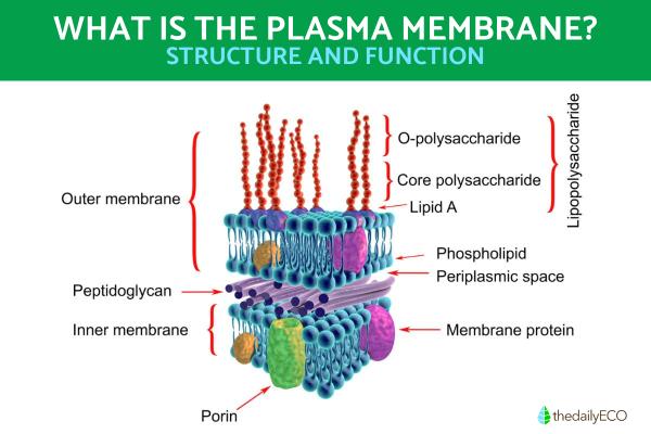 What Is the Plasma Membrane and Its Function?