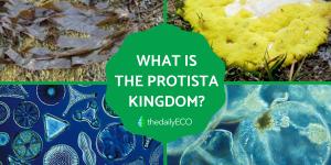 What Is the Protista Kingdom?