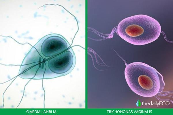 What Is the Protista Kingdom? -