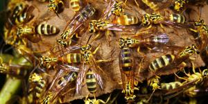 What Is the Purpose of Wasps?