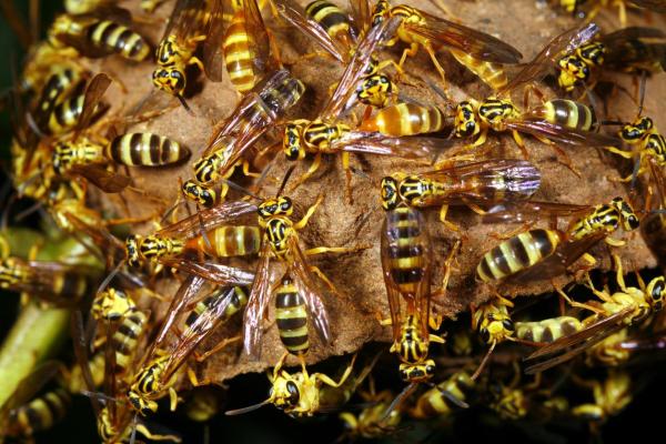 What Is the Purpose of Wasps?