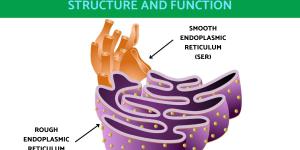 What Is the Smooth Endoplasmic Reticulum and Its Function?