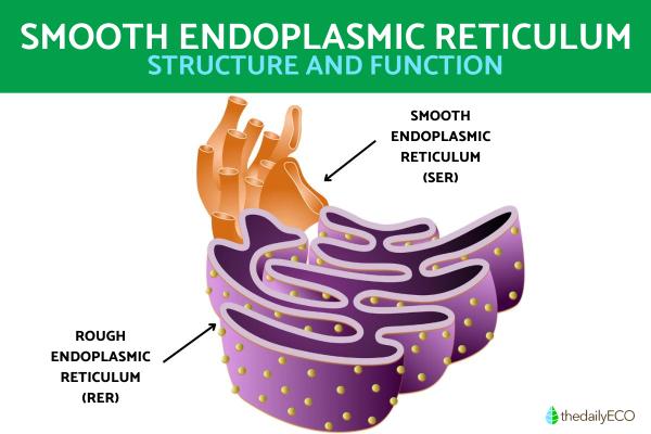 What Is the Smooth Endoplasmic Reticulum and Its Function?